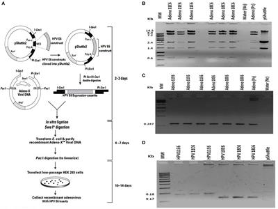 Delineation of the HPV11E6 and HPV18E6 Pathways in Initiating Cellular Transformation